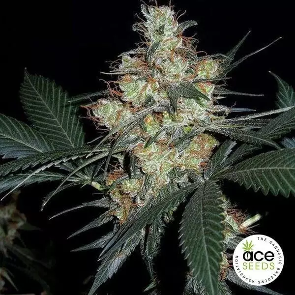 View Nepal Jam regular planta de marihuana