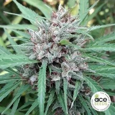 Malawi Regular Cannabis Plant