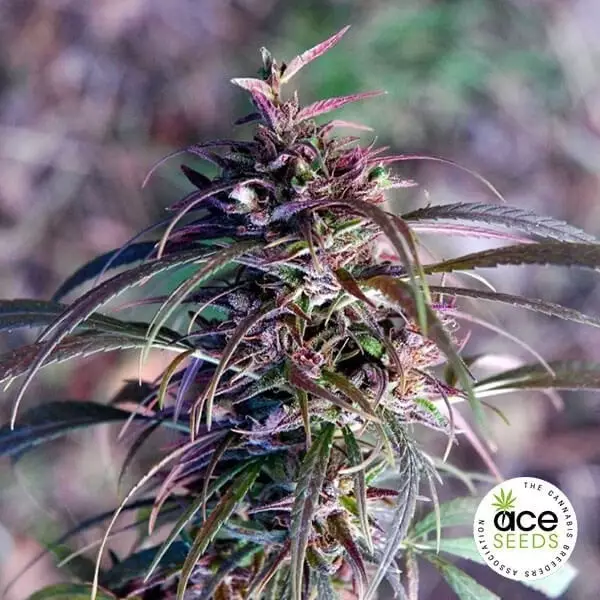 View Oldtimer's Haze regular planta de marihuana