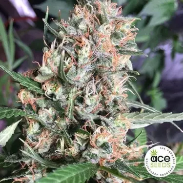 Orient Express Regular Cannabis Plant