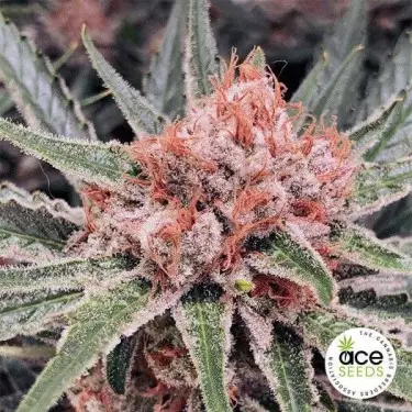 Planta de maconha regular Zamaldelica