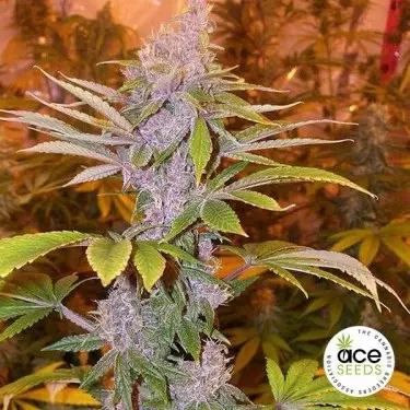 Pakistan Chitral Kush Regular cannabis plant