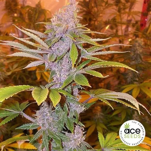 View Paquistão Chitral Kush planta regular maconha