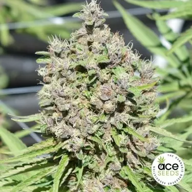 Malawi x PCK regular Cannabis Plant