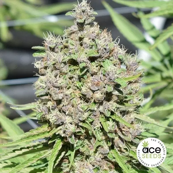 View Malawi x PCK regular planta de marihuana