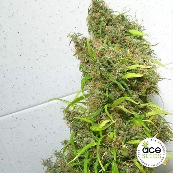 View Honduras regular planta de marihuana