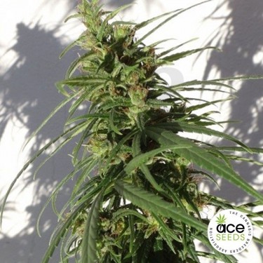 Etiope Regular Cannabis Plant