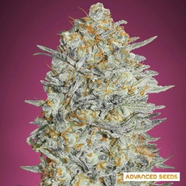 Gelato 33 Fast planta de marihuana
