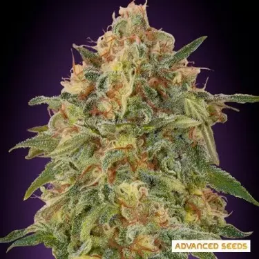 Zkittlez Marijuana Plant
