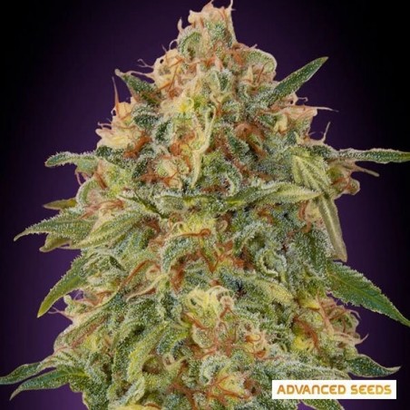 Zkittlez