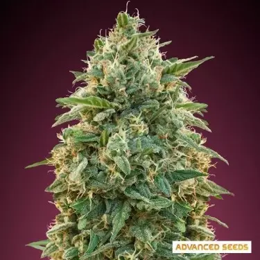 Amnesia Cannabis Plant
