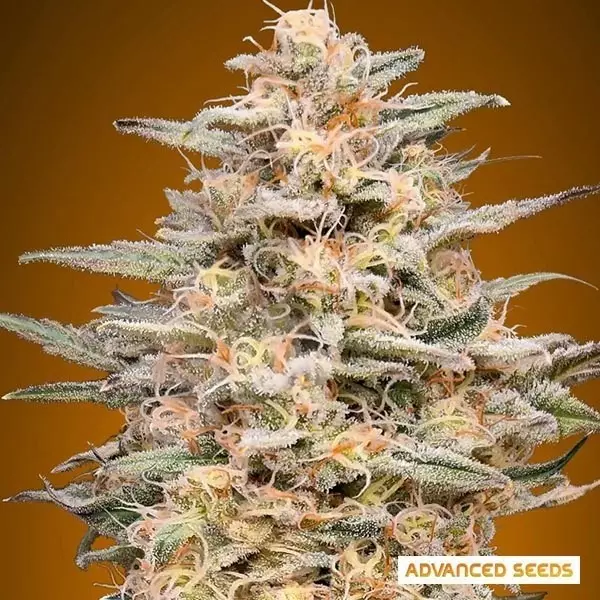 View Somango Widow planta de marihuana