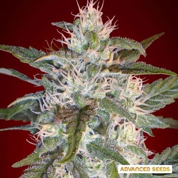 Kaya 47 cannabis plant