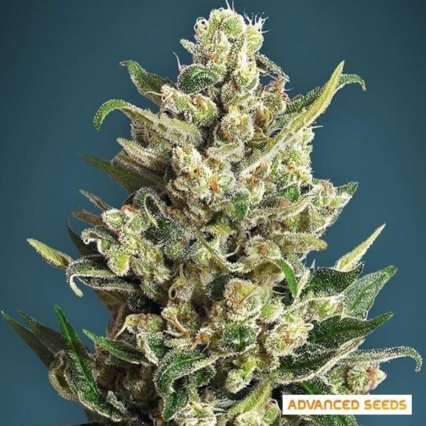 Ice Kush cannabis plant