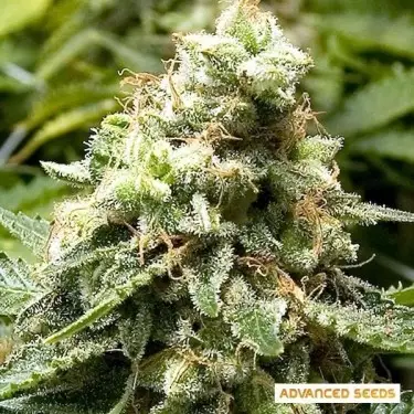 Early Widow cannabis plant