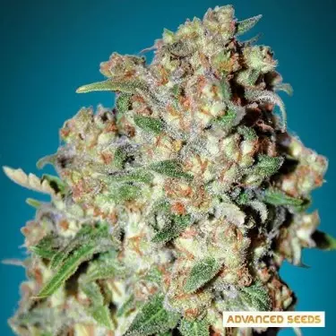 Critical cannabis plant