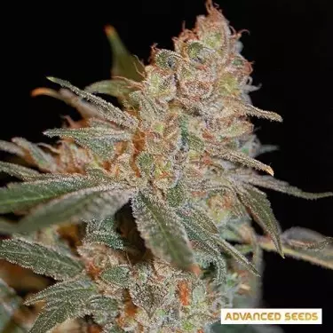 Black Diesel cannabis plant