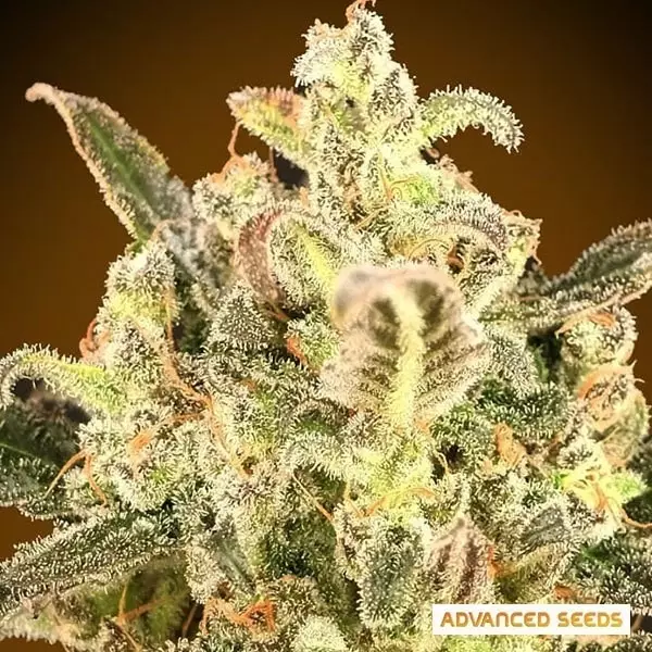 View Auto Biodiesel Mass planta de maconha XXL