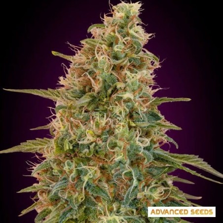 Auto Zkittlez planta de marihuana