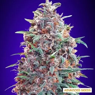Auto Purple Diesel Cannabis Plant