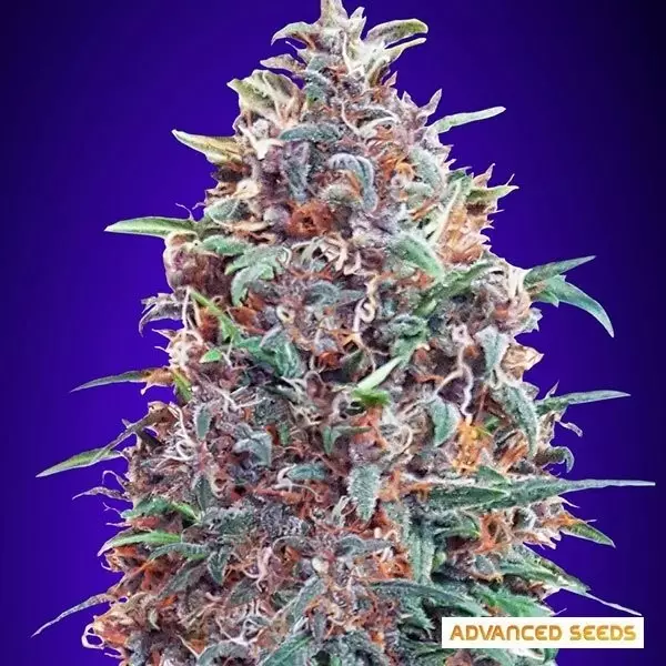 View Auto Purple Diesel planta de marihuana
