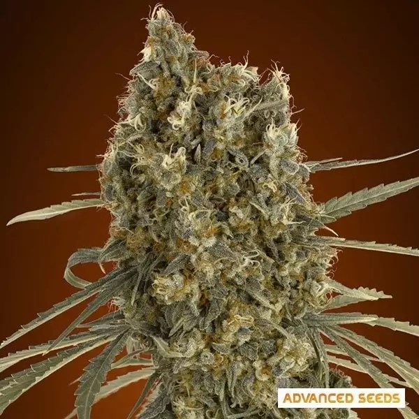 View Auto Jack Herer planta de marihuana