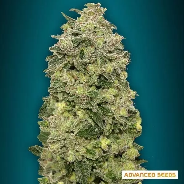 View Auto Afghan Skunk planta de marihuana