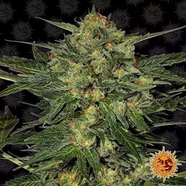 L.S.D. marijuana plant