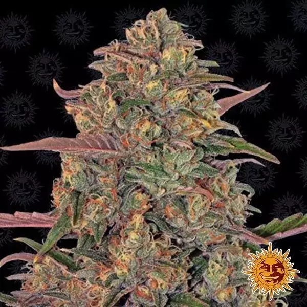 View LSD planta de marihuana