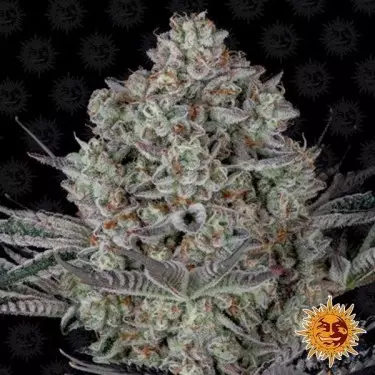 Dos Si Dos 33 Marijuana Plant