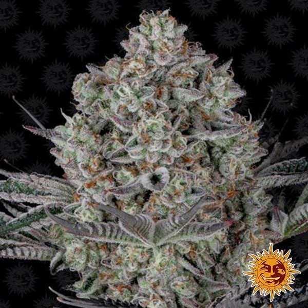 View Dos Si Dos 33 planta de marihuana