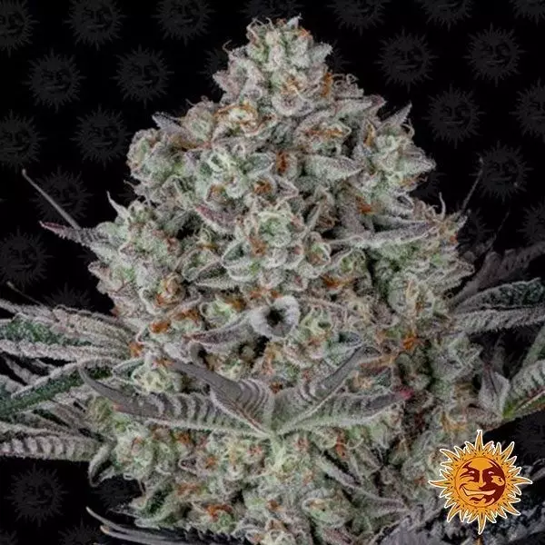 View Dos Si Dos 33 Marijuana Plant