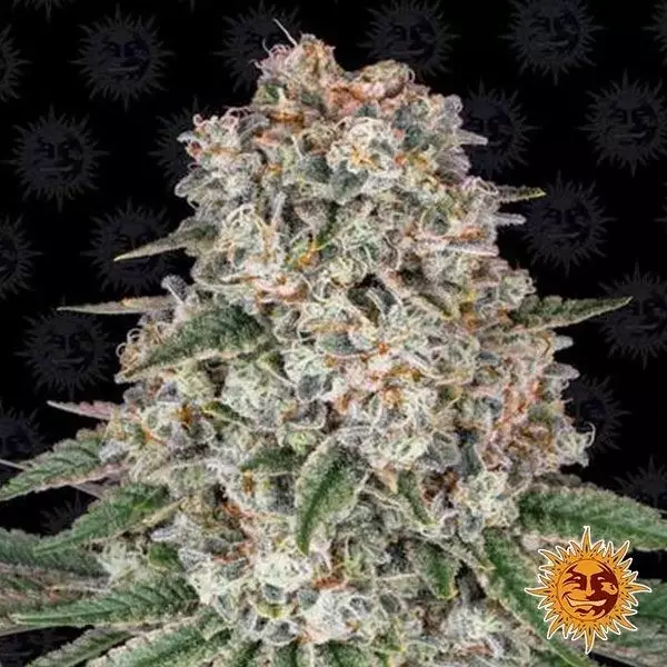 View Tropicanna Banana planta de marihuana