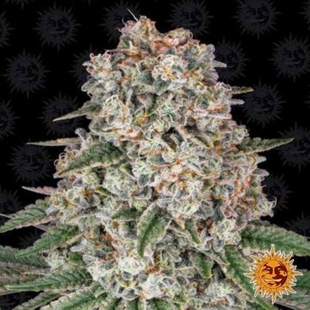 Tropicanna Banana