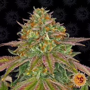 Casamento Bolo maconha planta