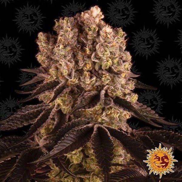 Plante de cannabis Purple Punch