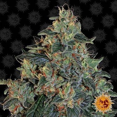 Plante de cannabis Blueberry OG