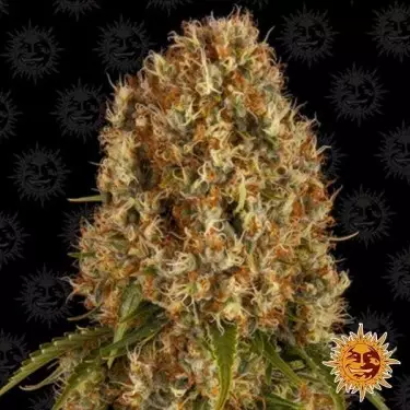 Orange Sherbert Cannabis Plant