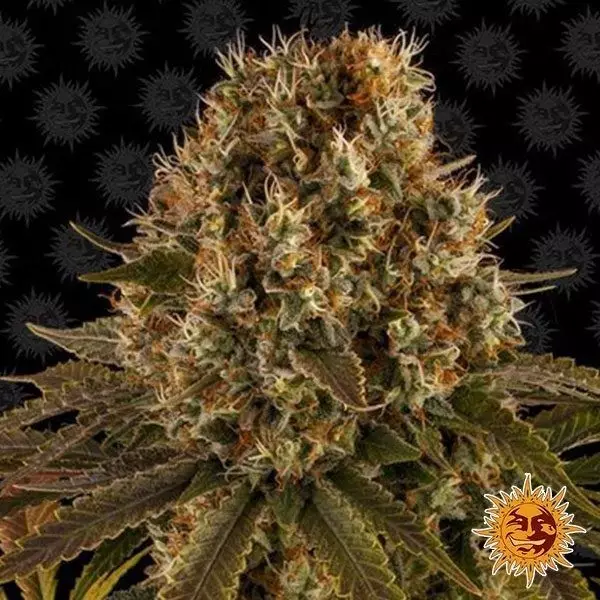 View Strawberry Lemonade planta de marihuana