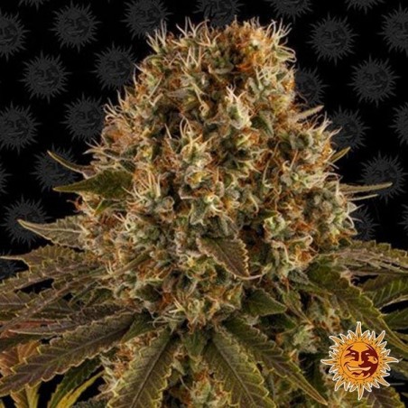 Strawberry Lemonade planta de marihuana