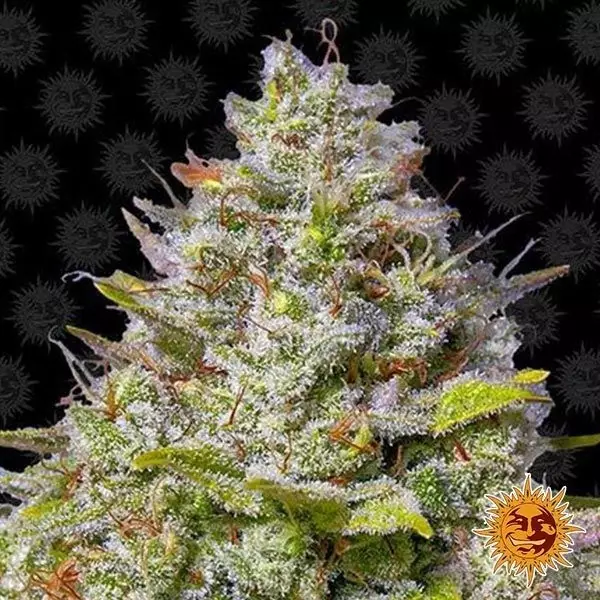 View Blue Gelato 41 planta de maconha