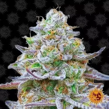 Gorilla Zkittlez Cannabis Plant