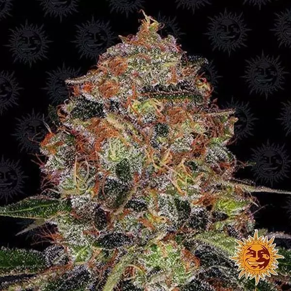 Shiskaberry planta de marihuana