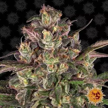 Peyote Critical Cannabis Plant