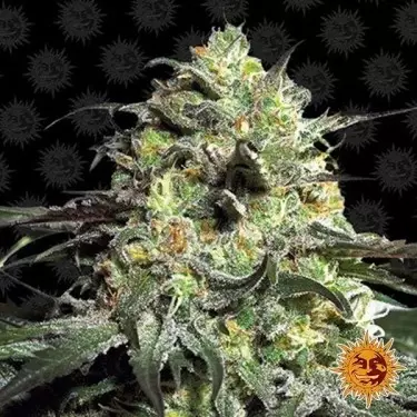 Peyote Cookies planta de maconha