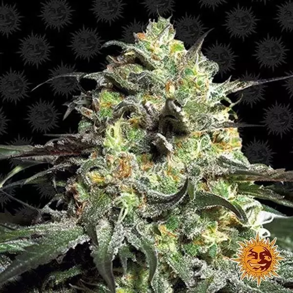 View Peyote Cookies Cannabis Plant