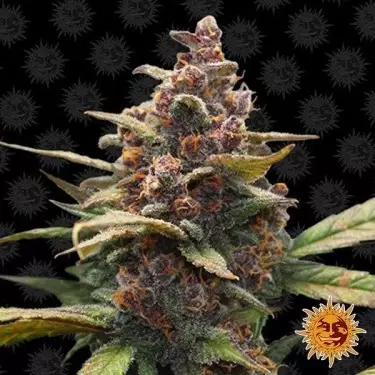 Ayahuasca Planta de maconha roxa