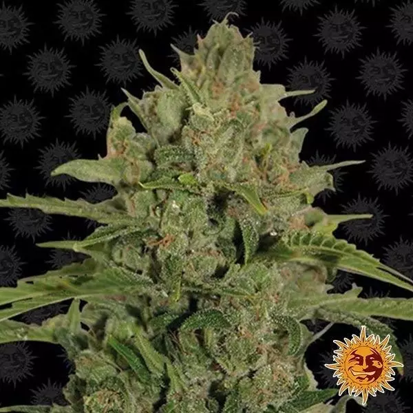 View Triple Cheese planta de marihuana