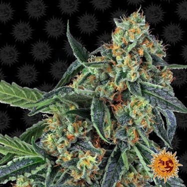 Cookies Kush cannabis plant
