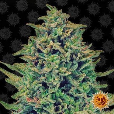 CBD Blue Shark cannabis plant